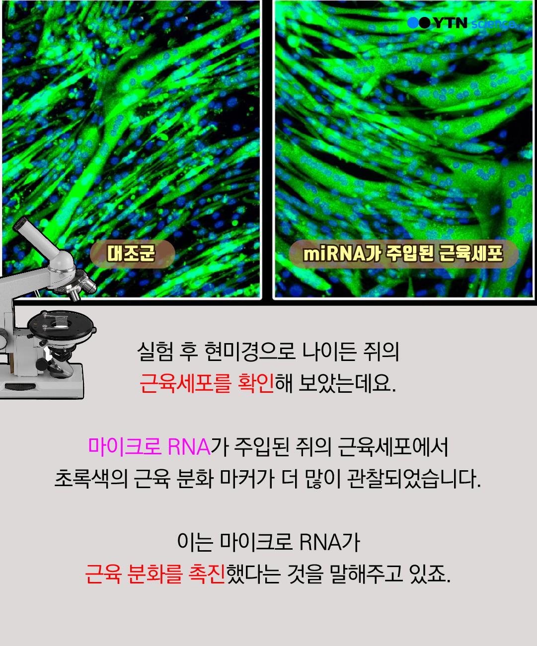 대조군 / ImiRNA가 주입된 근육세포 - 실험 후 현미경으로 나이든 쥐의 근육세포를 확인해 보았는데요. 마이크로 RNA가 주입된 쥐의 근육세포에서 초록색의 근육 분화 마커가 더 많이 관찰되었습니다. 이는 마이크로 RNA가 근육 분화를 촉진했다는 것을 말해주고 있죠.